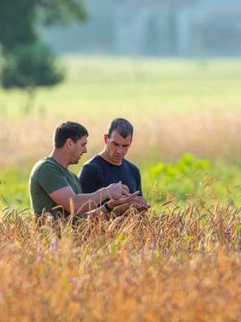 Two farmers discussing crops in a wheat field on a sunny day